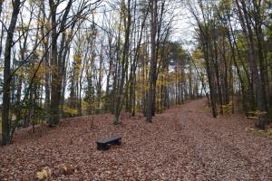 GOZDNA UČNA POT TROMEJNIK 10